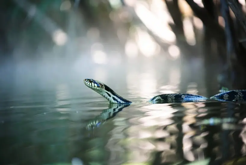 Dream About Snake in Water